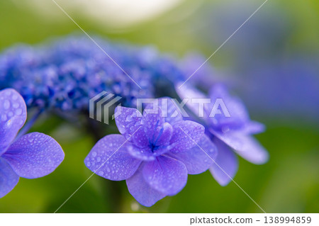 以繡球花和雨滴為特色的天然材料 以繡球花和雨滴為特色的天然材料 138994859