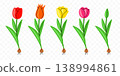 Tulip, flower, bloom and blossom, graphic design. Plant, nature, floral and blossoming, vector design and illustration 138994861