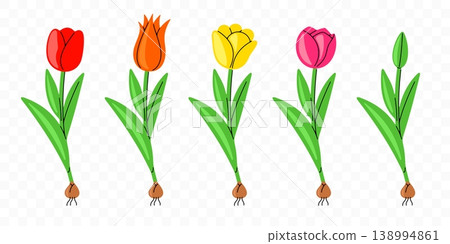 Tulip, flower, bloom and blossom, graphic design. Plant, nature, floral and blossoming, vector design and illustration Tulip, flower, bloom and blossom, graphic design. Plant, nature, floral and blossoming, vector design and illustration 138994861