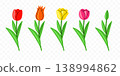 Tulip, flower, bloom and blossom, graphic design. Plant, nature, floral and blossoming, vector design and illustration 138994862