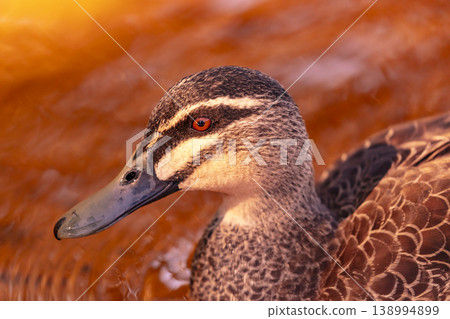 A portrait of an Australian Black Duck in an orange tinted freshwater lake A portrait of an Australian Black Duck in an orange tinted freshwater lake 138994899