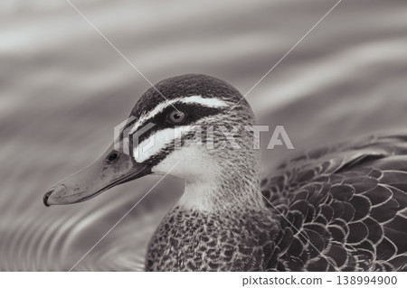 A portrait of an Australian Black Duck in a grey tinted freshwater lake A portrait of an Australian Black Duck in a grey tinted freshwater lake 138994900