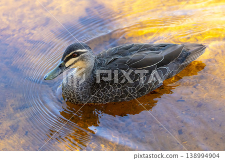 An Australian Black Duck paddling in an orange tinted freshwater lake An Australian Black Duck paddling in an orange tinted freshwater lake 138994904