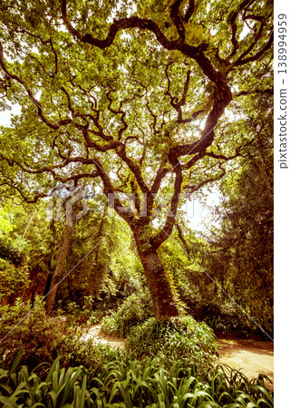 Majestic green tree in the lush garden of Quinta da Regaleira, Sintra, Portugal Majestic green tree in the lush garden of Quinta da Regaleira, Sintra, Portugal 138994959