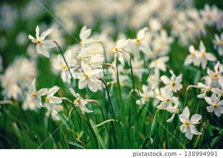 White daffodil narcissus flowers on Golica mountain in Karavanke range, Slovenia, at spring White daffodil narcissus flowers on Golica mountain in Karavanke range, Slovenia, at spring 138994991