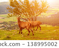 Two wild alpine ibexes standing on a mountain slope in Austria 138995002