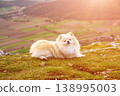 Fluffy Pomeranian dog sitting on a mountain slope in the Austrian Alps 138995003