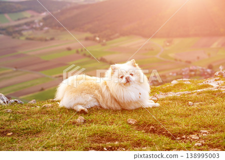 Fluffy Pomeranian dog sitting on a mountain slope in the Austrian Alps Fluffy Pomeranian dog sitting on a mountain slope in the Austrian Alps 138995003