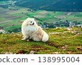 Fluffy Pomeranian dog sitting on a mountain slope in the Austrian Alps 138995004