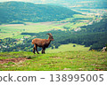 Wild alpine ibex standing on a mountain slope in Austria 138995005