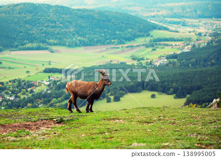 Wild alpine ibex standing on a mountain slope in Austria Wild alpine ibex standing on a mountain slope in Austria 138995005
