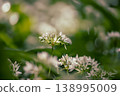 Wild garlic flowers growing in the spring forest. Ramson blossoms, seasonal background 138995009