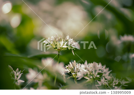 Wild garlic flowers growing in the spring forest. Ramson blossoms, seasonal background Wild garlic flowers growing in the spring forest. Ramson blossoms, seasonal background 138995009