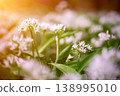 Wild garlic flowers growing in the spring forest. Ramson blossoms, seasonal background 138995010
