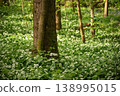 Stunning spring beech forest scene with loads of flowering ramsons - wild garlic 138995015