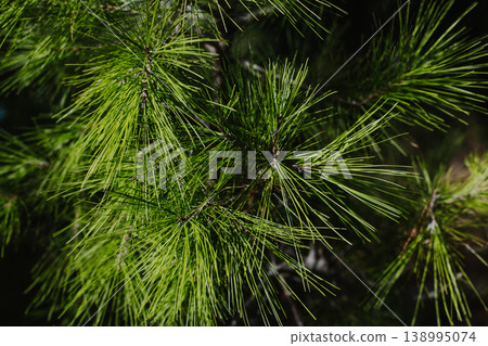 Fluffy branches of green pine tree. Close-up. Fluffy branches of green pine tree. Close-up. 138995074
