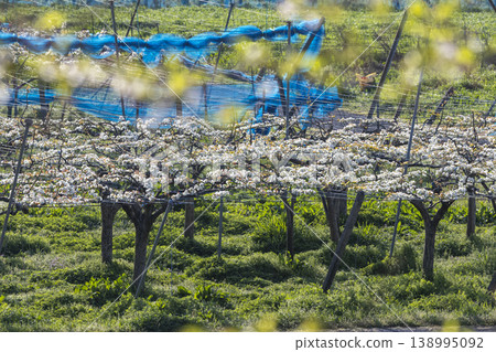 Pear flower in full bloom 138995092
