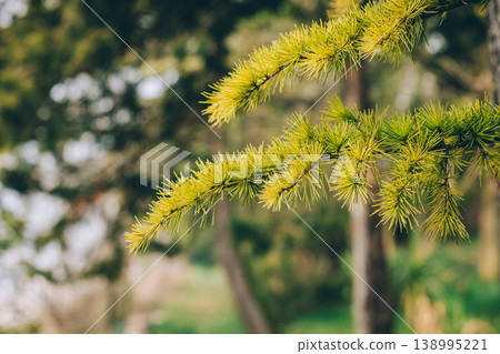Fluffy fresh branches of larch. Close-up. Fluffy fresh branches of larch. Close-up. 138995221