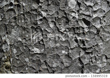 Zelkova skin 138995319
