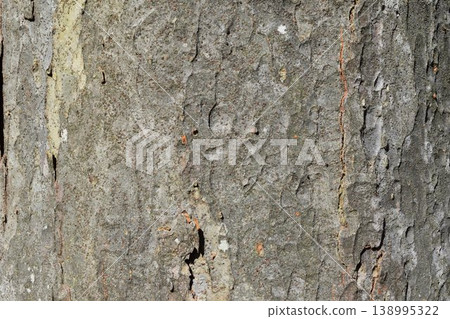 Zelkova skin Zelkova skin 138995322