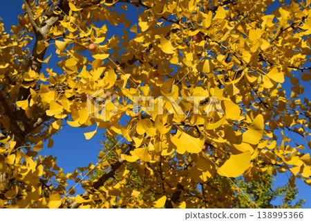 Ginkgo biloba 138995366