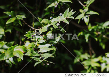 Myrtle branches with dark blue berries on a sunny day. Myrtle branches with dark blue berries on a sunny day. 138995386