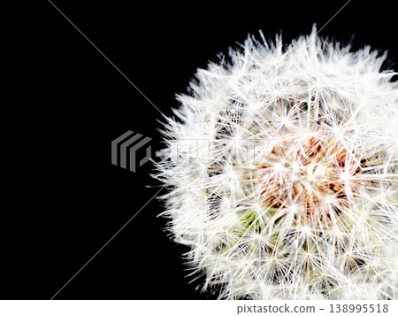 A close-up of dandelion fluff shining in the sunlight. A close-up of dandelion fluff shining in the sunlight. 138995518