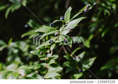 Myrtle branches with dark blue berries on a sunny day. Myrtle branches with dark blue berries on a sunny day. 138995520