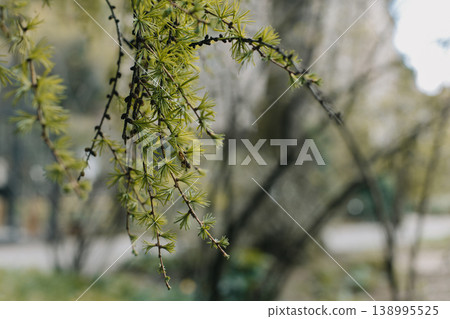 Fluffy fresh branches of larch. Close-up. Fluffy fresh branches of larch. Close-up. 138995525