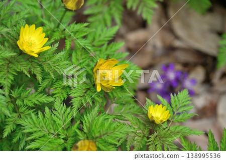 Yellow Adonis flowers (Niigata City, Niigata Prefecture) Yellow Adonis flowers (Niigata City, Niigata Prefecture) 138995536