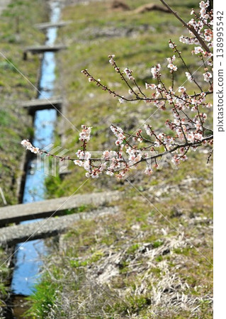 Plum blossom trees in full bloom line Ume no Sato Street (Konan Ward, Niigata City, Niigata Prefecture) 138995542