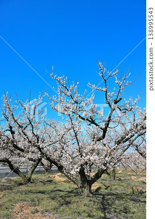 Plum blossom trees in full bloom line Ume no Sato Street (Konan Ward, Niigata City, Niigata Prefecture) Plum blossom trees in full bloom line Ume no Sato Street (Konan Ward, Niigata City, Niigata Prefecture) 138995543