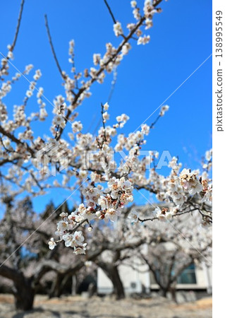 Plum blossom trees in full bloom line Ume no Sato Street (Konan Ward, Niigata City, Niigata Prefecture) Plum blossom trees in full bloom line Ume no Sato Street (Konan Ward, Niigata City, Niigata Prefecture) 138995549