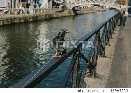 Pigeon sitting near channel in Navigli, Milan, Lombardy, Italy. 138995554