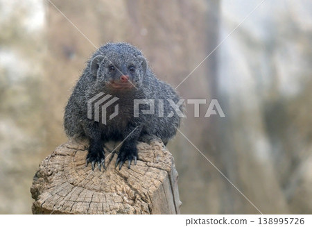 The banded mongoose (Mungos mungo) The banded mongoose (Mungos mungo) 138995726