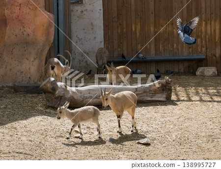 Young Nubian ibex (Capra nubiana) Young Nubian ibex (Capra nubiana) 138995727