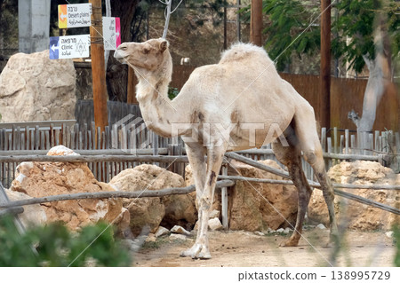 The dromedary camel (Camelus dromedarius) The dromedary camel (Camelus dromedarius) 138995729
