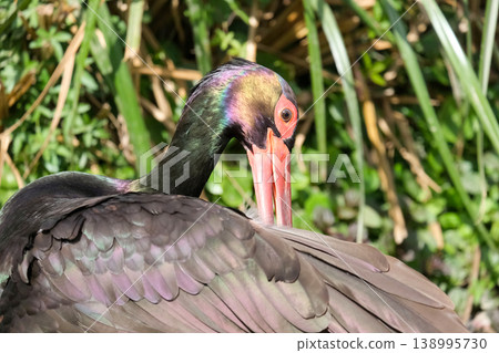 Black Stork (Ciconia nigra) Black Stork (Ciconia nigra) 138995730