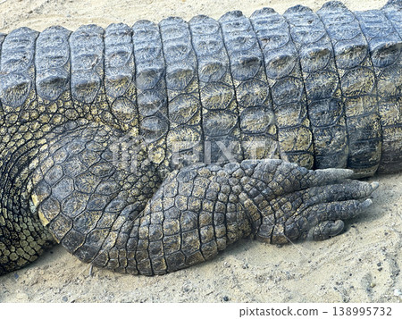 The hind leg of a Nile crocodile in an enclosure at the zoo (lat. - Crocodylus niloticus) The hind leg of a Nile crocodile in an enclosure at the zoo (lat. - Crocodylus niloticus) 138995732