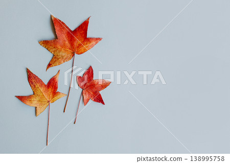 Beautiful autumn maple leaves on a grey neutral background. Autumn colors. Beautiful autumn maple leaves on a grey neutral background. Autumn colors. 138995758
