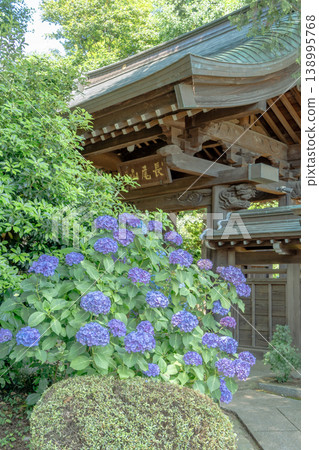 hydrangea hydrangea 138995768