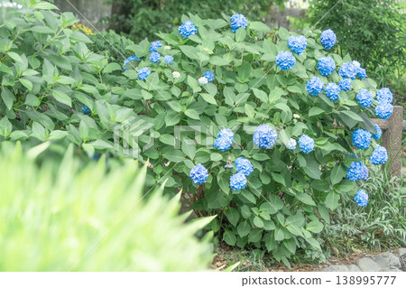 hydrangea   138995777