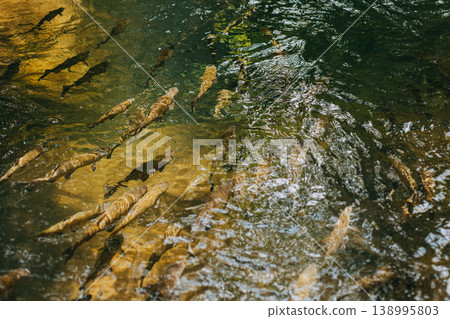 School of fish in a mountain river on a sunny day. School of fish in a mountain river on a sunny day. 138995803