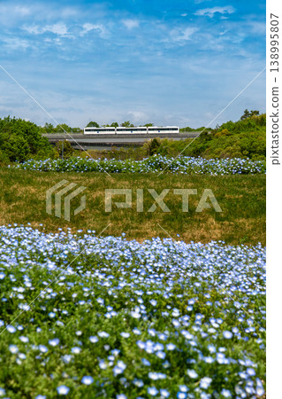 Spring scenery of nemophila fields and the Linimo train running through Ghibli Park. Spring scenery of nemophila fields and the Linimo train running through Ghibli Park. 138995807