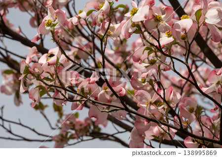 A spring scene with dogwood trees in full bloom. A spring scene with dogwood trees in full bloom. 138995869