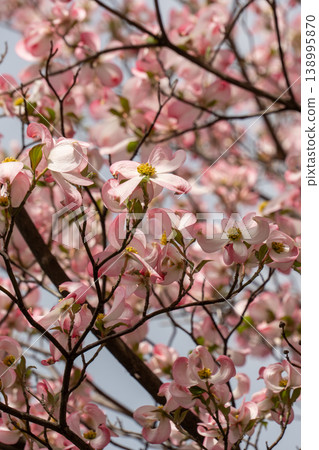 A spring scene with dogwood trees in full bloom. 138995870