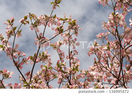 A spring scene with dogwood trees in full bloom. A spring scene with dogwood trees in full bloom. 138995872