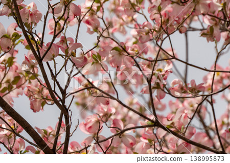 A spring scene with dogwood trees in full bloom. A spring scene with dogwood trees in full bloom. 138995873