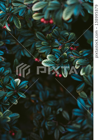 Cotoneaster branches with red berries on a sunny day. Cotoneaster branches with red berries on a sunny day. 138995879