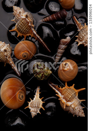 Natural Seashell Arrangement on Black Pebbles. Natural Seashell Arrangement on Black Pebbles. 138996054